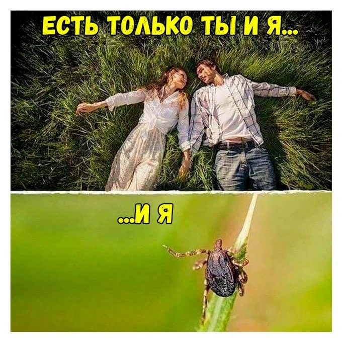 Клещи в Калининградской области будут кусаться до морозов.