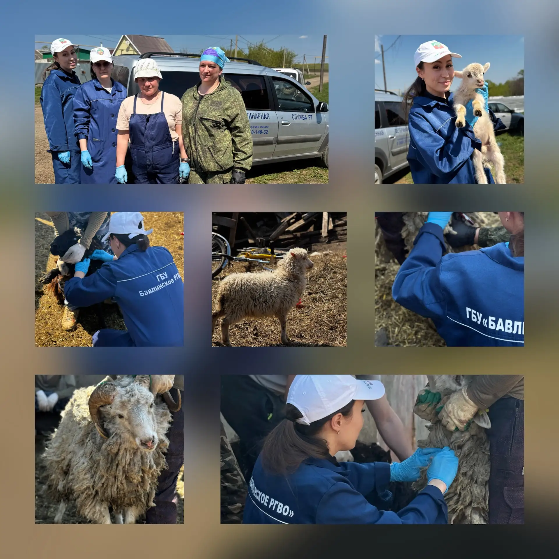 🐑Ветеринарные специалисты я Бавлинского ветобъединения продолжают работу по взятию про...