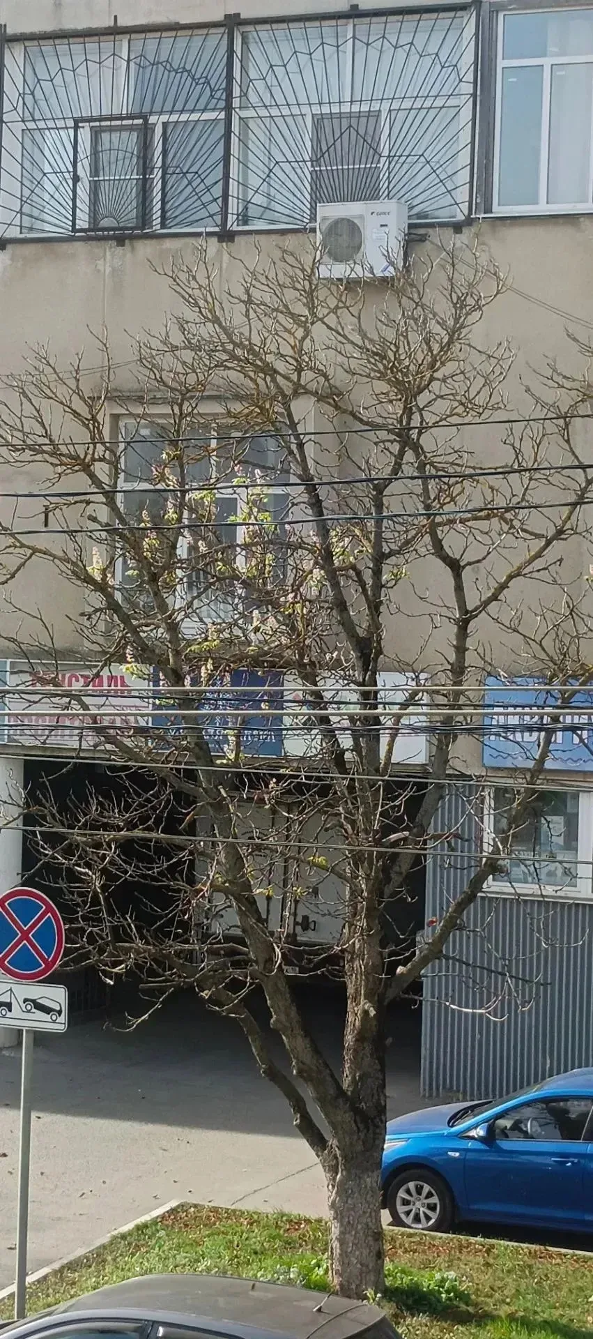 ❗ Октябрь, улица Оборонная. Зацвел каштан😊