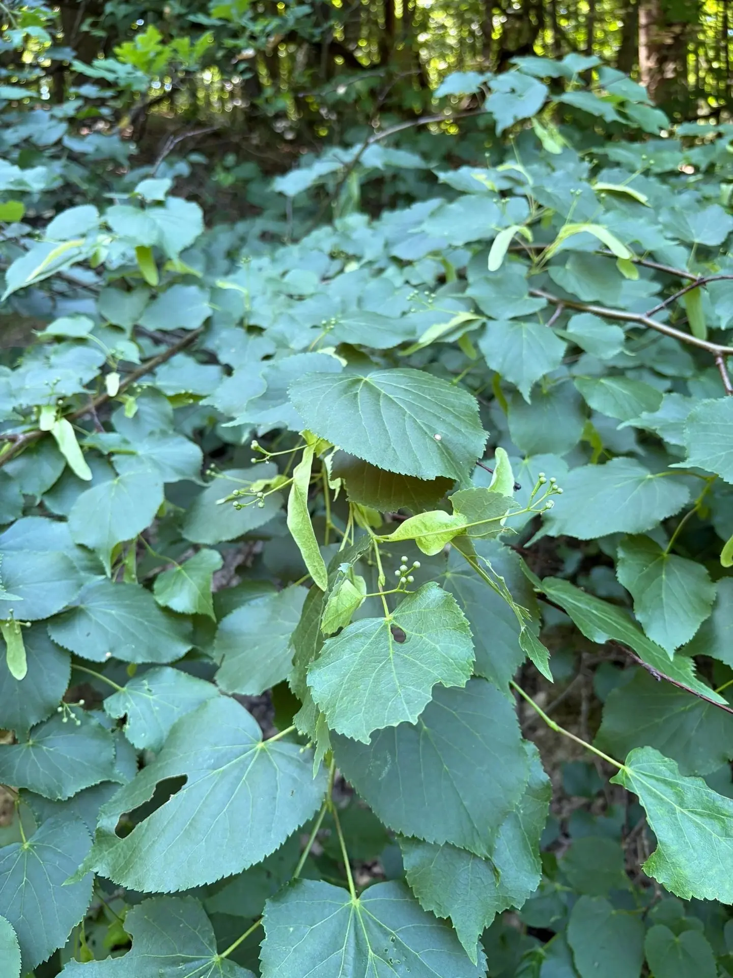 Липа: дерево с ароматом лета 🌿🍯