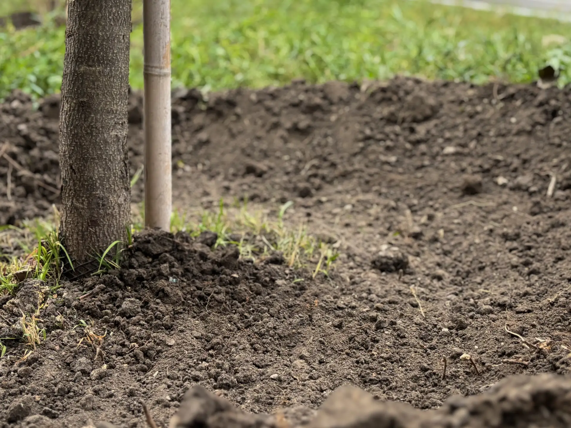 🌳По улице Чернышевского (от ул. Шелковичная до ул. Дегтярная) выполнено оформление приствольных кру