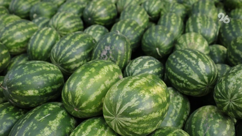 🍉 На Ставрополье начали уборку бахчевых — первые арбузы и дыни собирают в четырёх округах

Об этом 