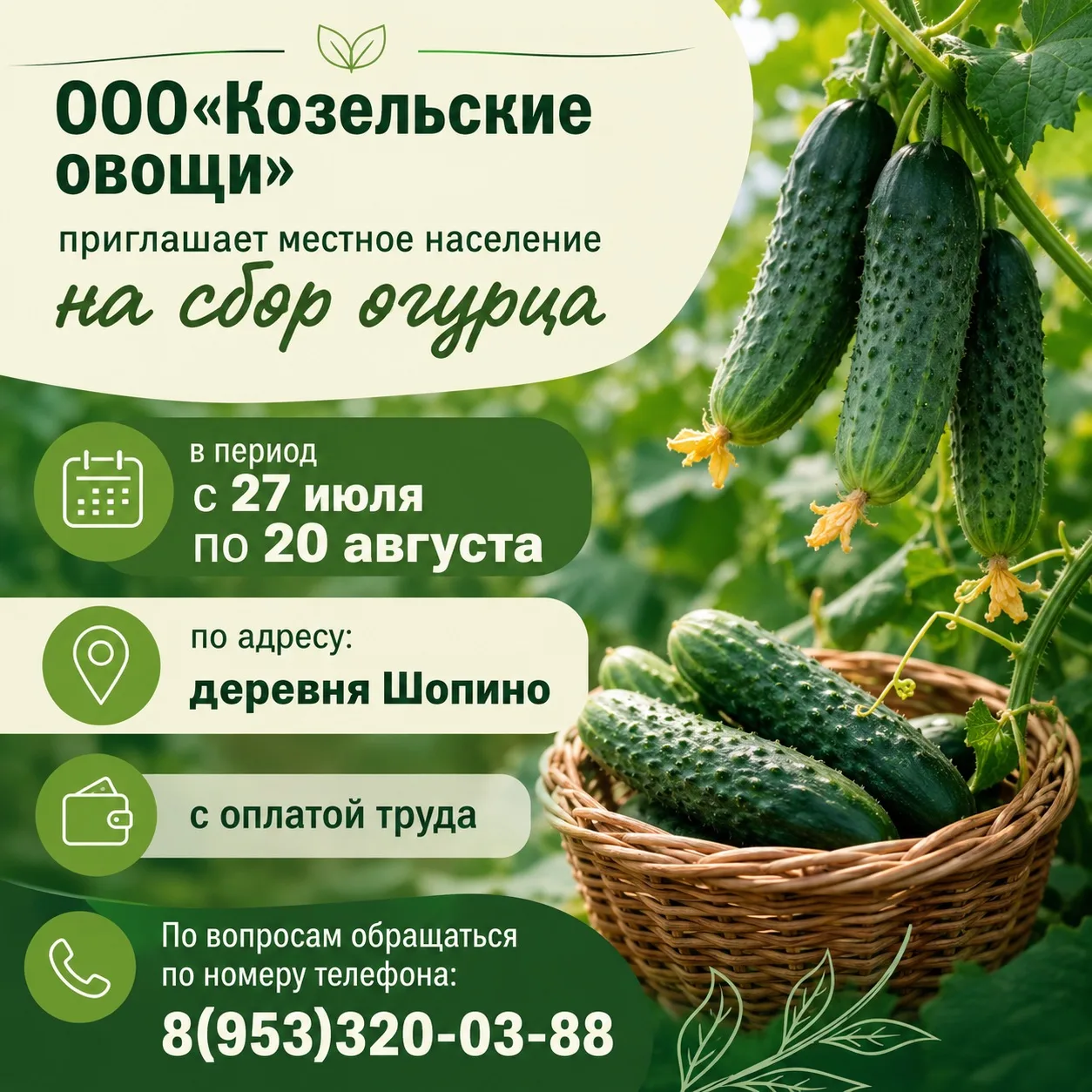 🥒ООО «Козельские овощи» приглашает местное население на сбор огурца

Компания специализируется на в