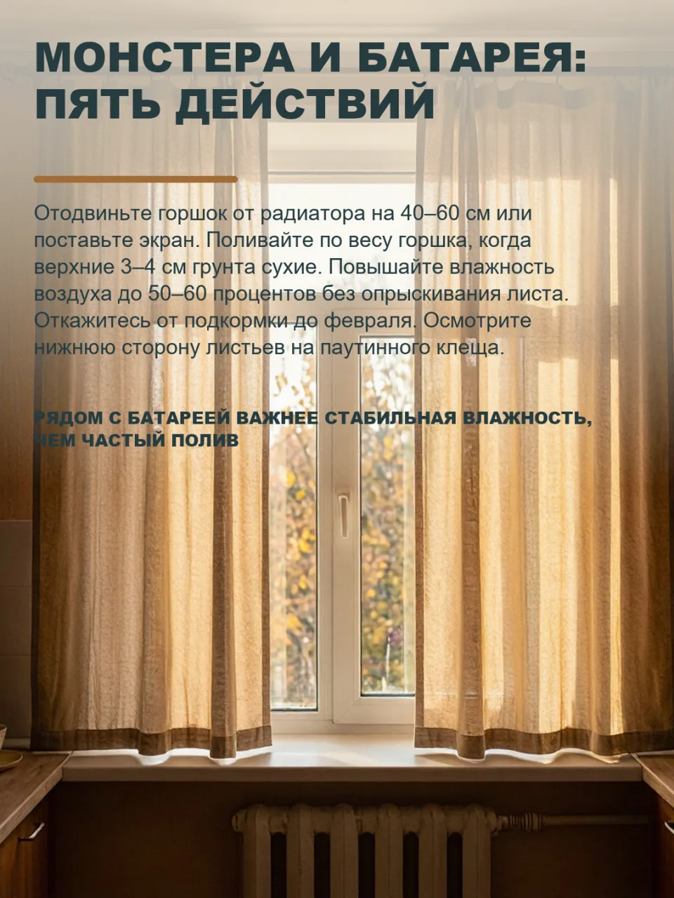 МОНСТЕРА У БАТАРЕИ: ЛИСТЬЯ ЖЕЛТЕЮТ НЕ ОТ СУХОСТИ, А ОТ РАЗНИЦЫ ТЕМПЕРАТУР