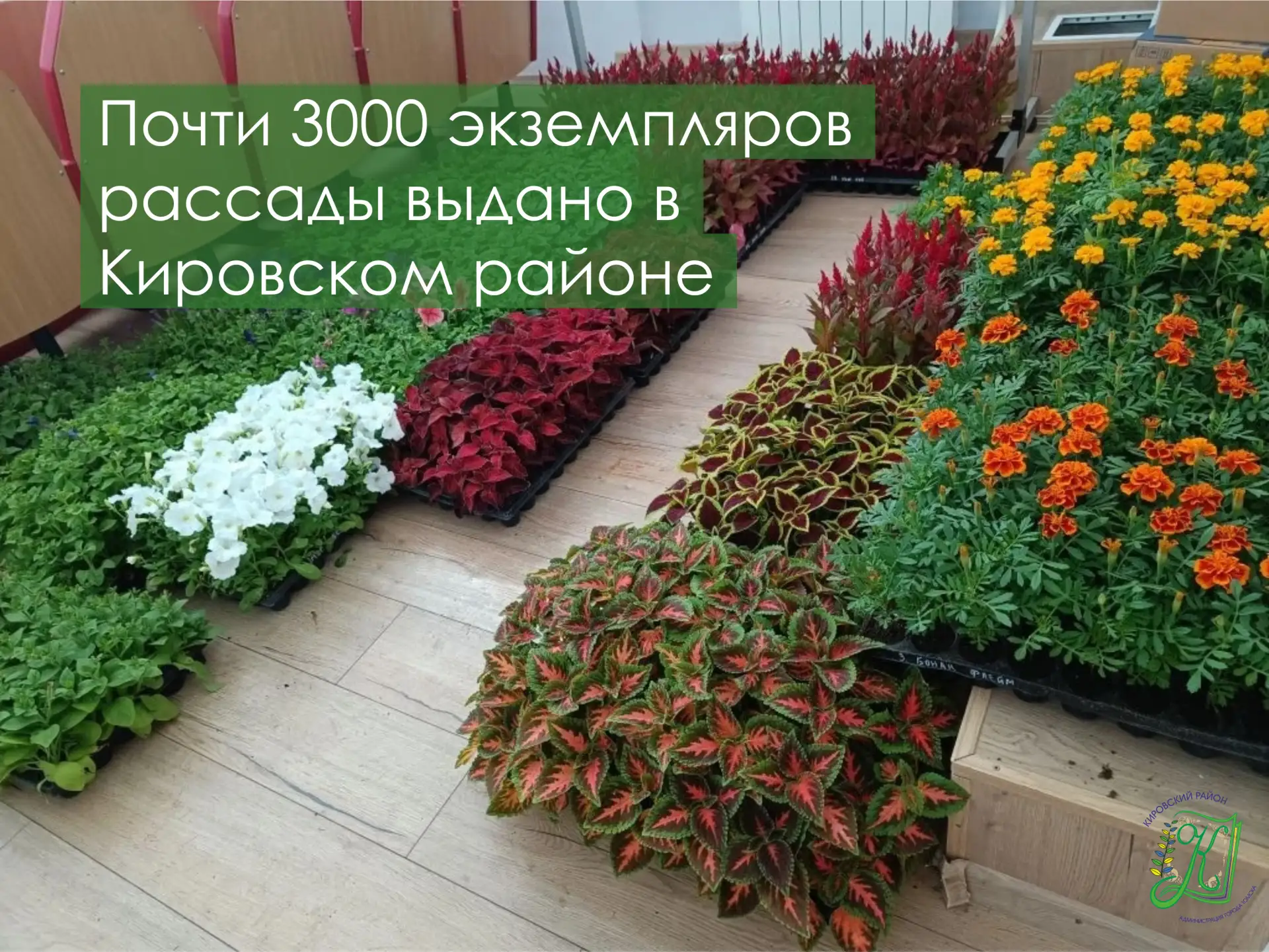 Выдача рассады в Кировском районе

🌸  В рамках проведения «Весенне-осеннего марафона по благоустрой