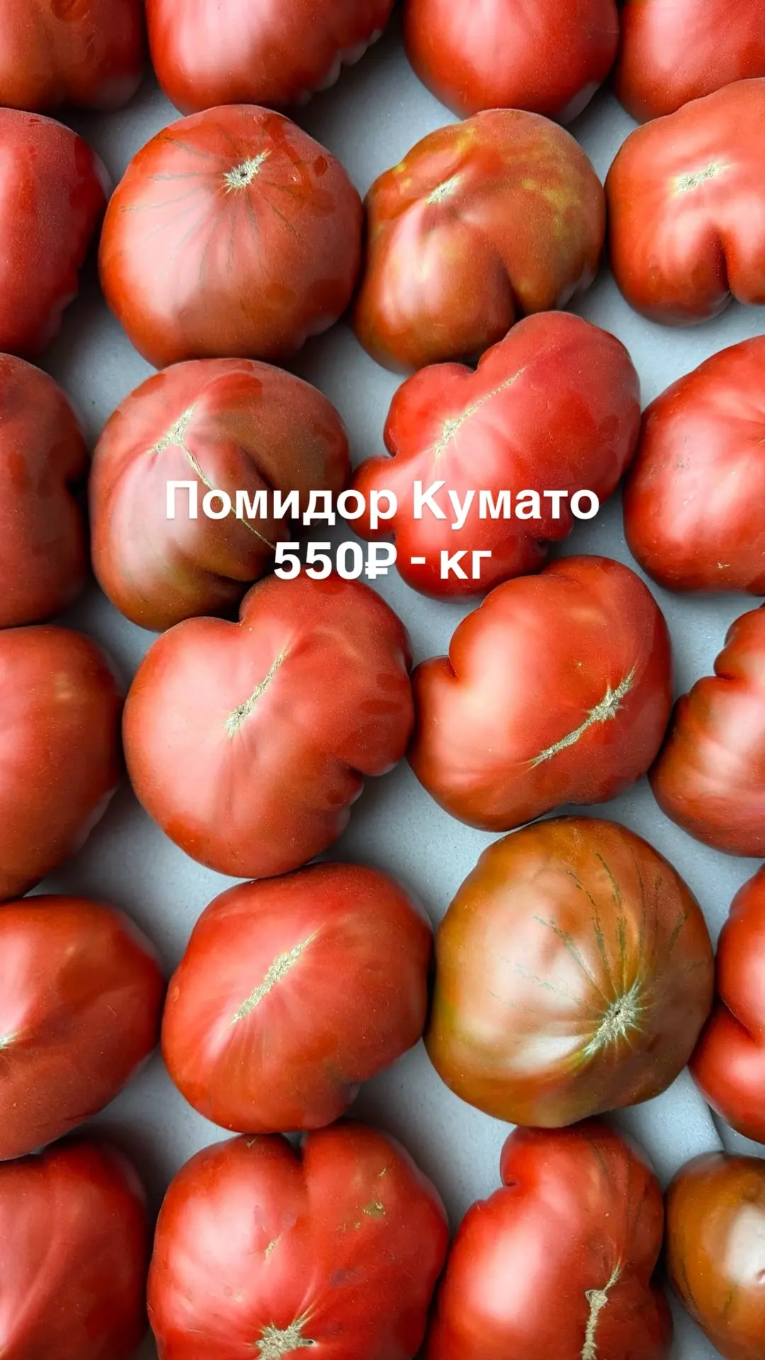 Виноград Изабелла