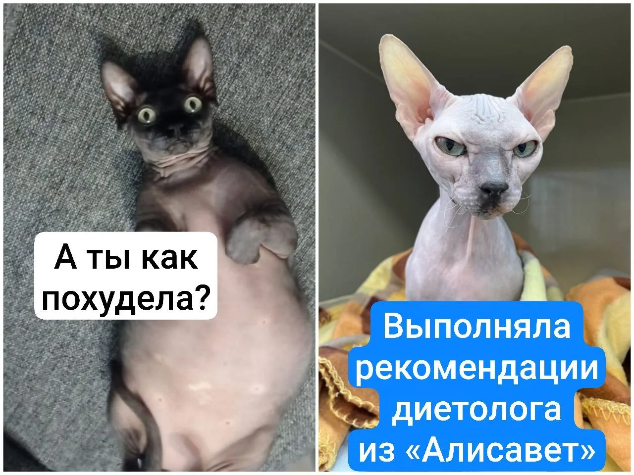 5 типичных «пищевых драм», с которыми ветеринарный диетолог спокойно разберётся:
