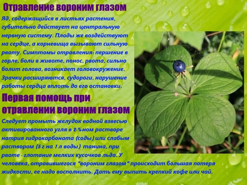 ❌ Опасная ягода появилась в Подмосковье — ребёнок может отравиться насмерть