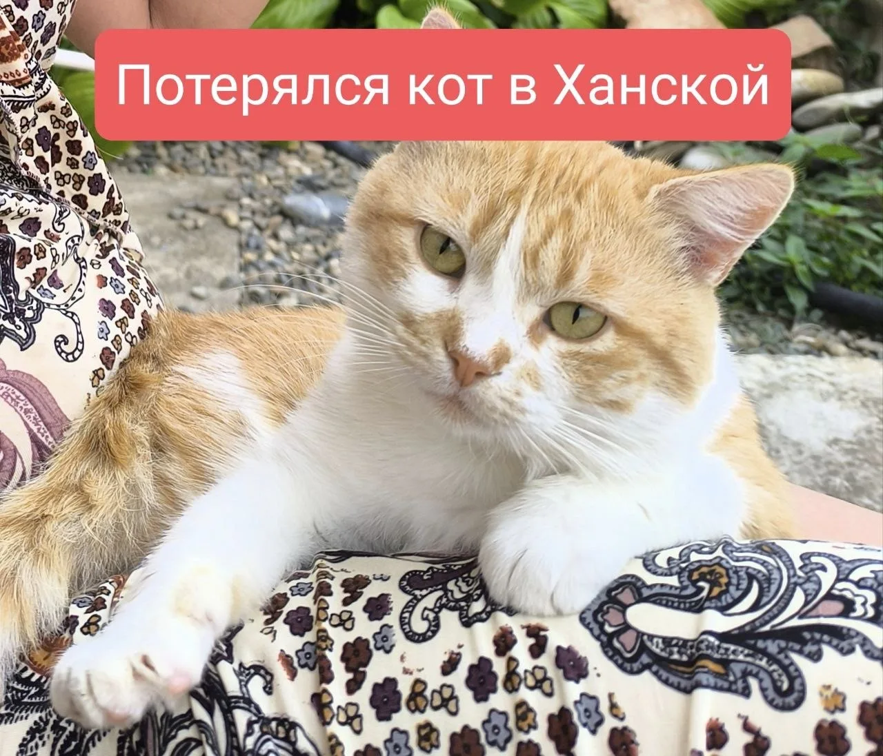 Потерялся котик в станице Ханской в июле 2025 года