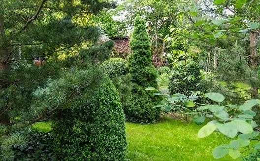 КАКИЕ РАСТЕНИЯ ХОРОШО СОЧЕТАЮТСЯ С ХВОЙНЫМИ 🌲