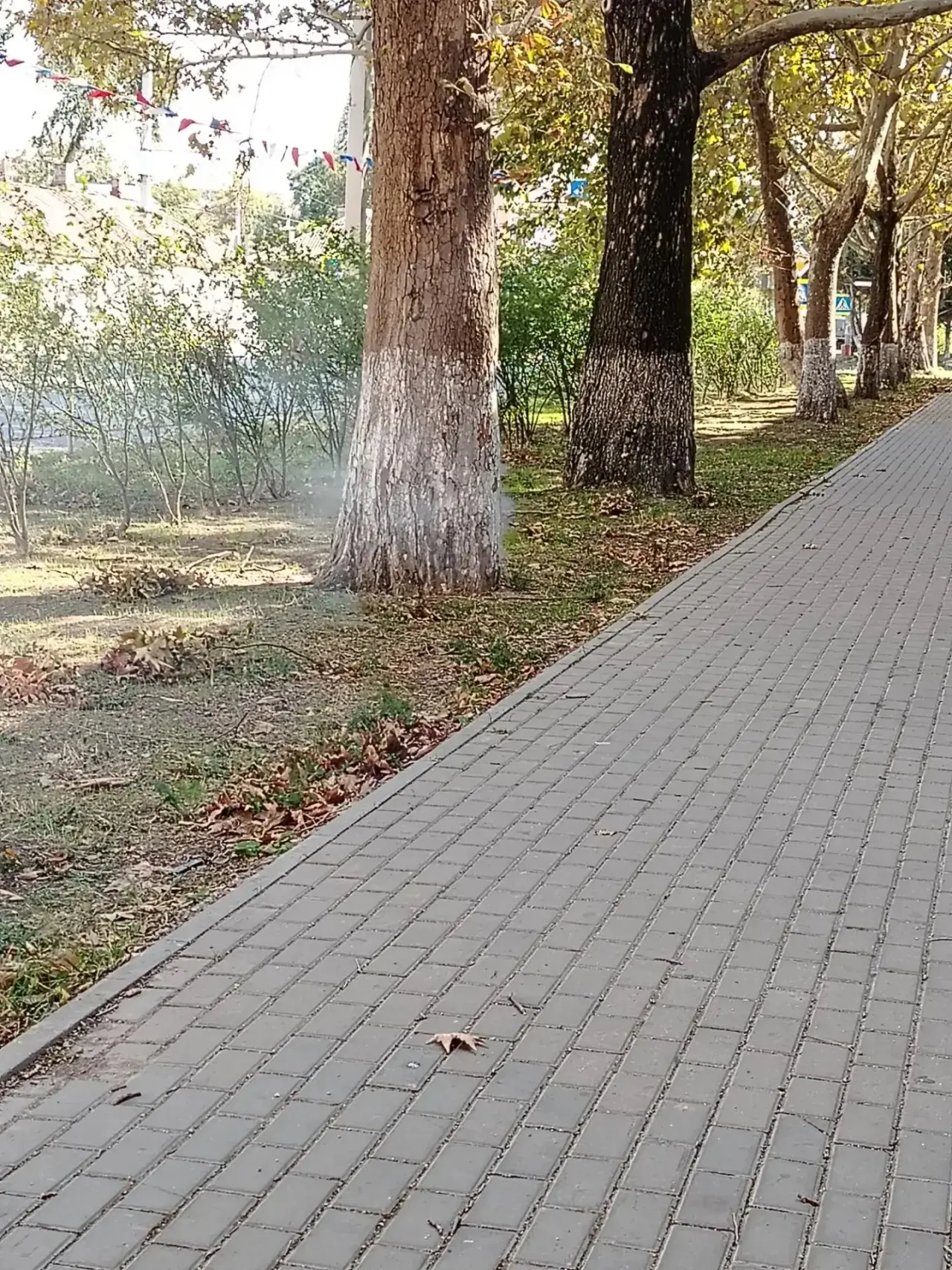 На улице Ленина около остановки мясной край горит дерево