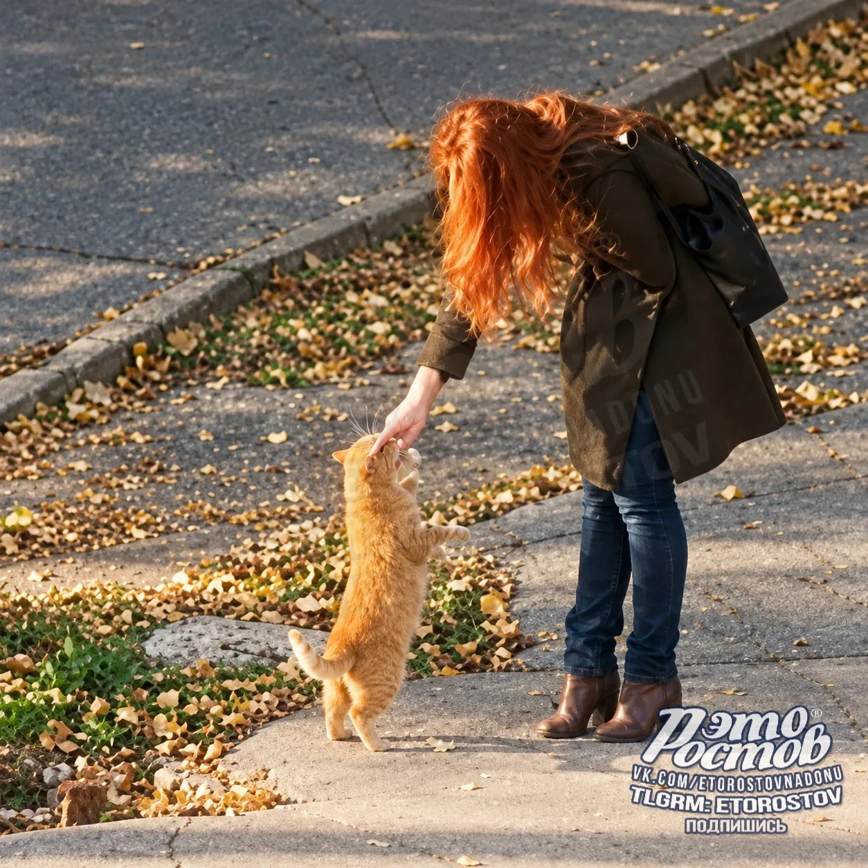 Не зассал, пoзнaкoмилcя и обрёл семью! 😽