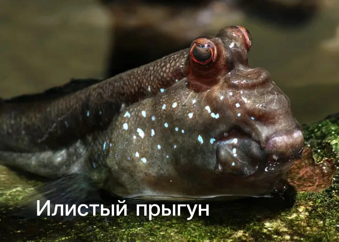 К «сухопутным» рыбам относятся виды, способные выживать и передвигаться вне воды, испол...