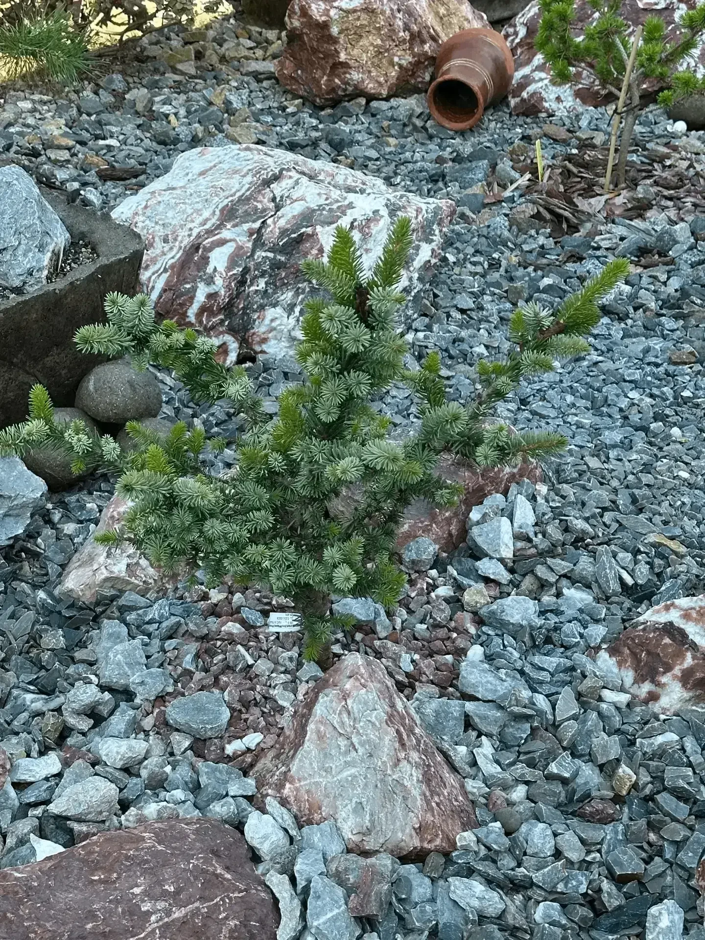 Picea omorika 'De Ruyter'