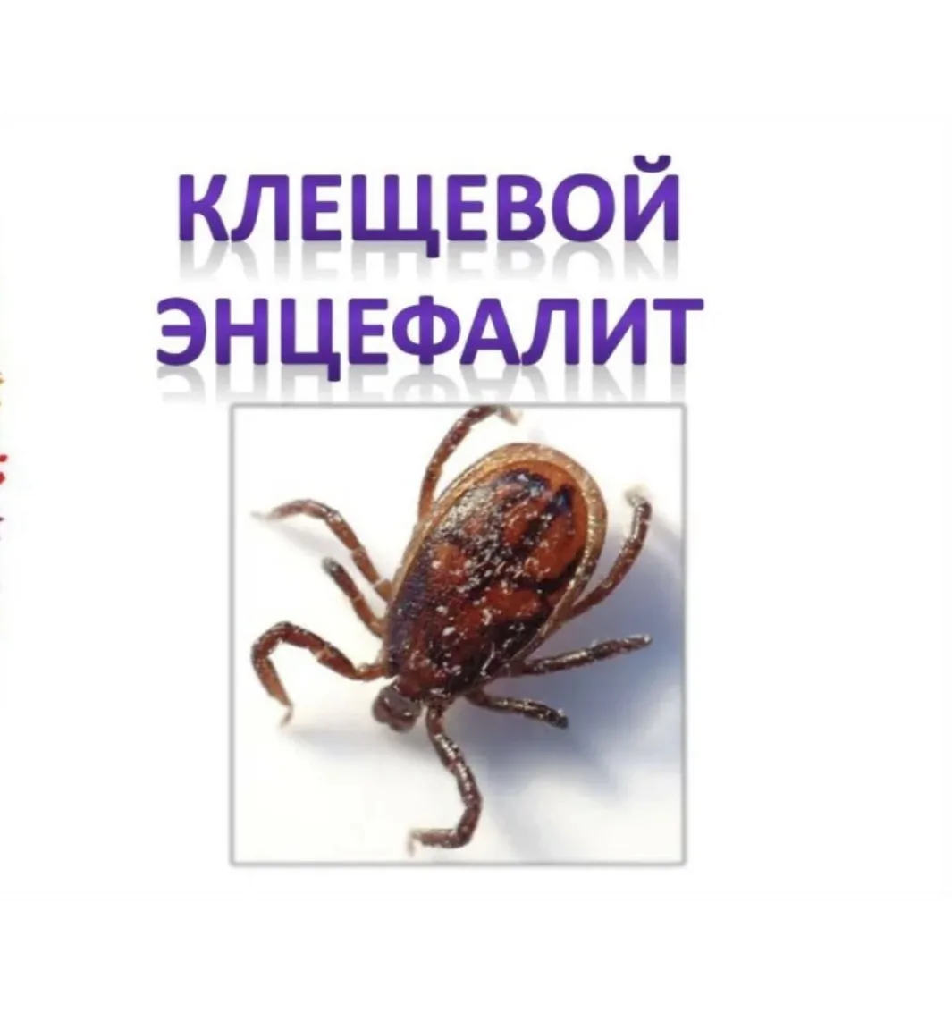 Скоро длинные майские выходные. И хоть повсеместное похолодание, клещей это не останавл...