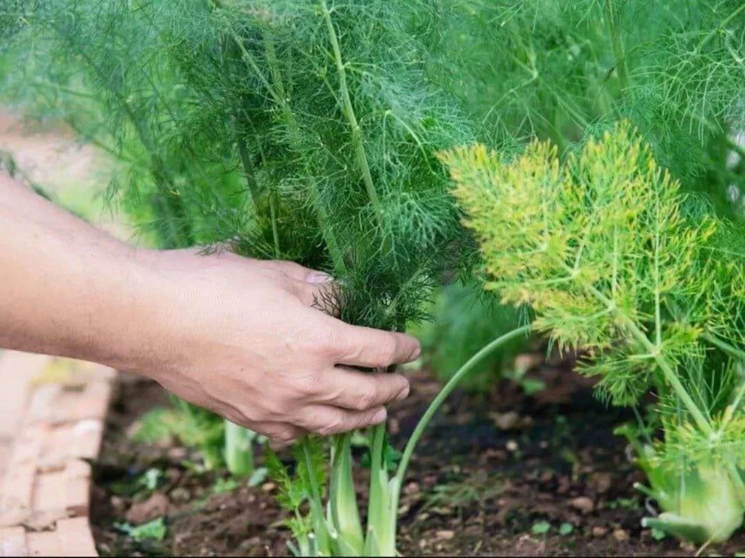 🌿 Как добиться дружных всходов укропа без зонтиков