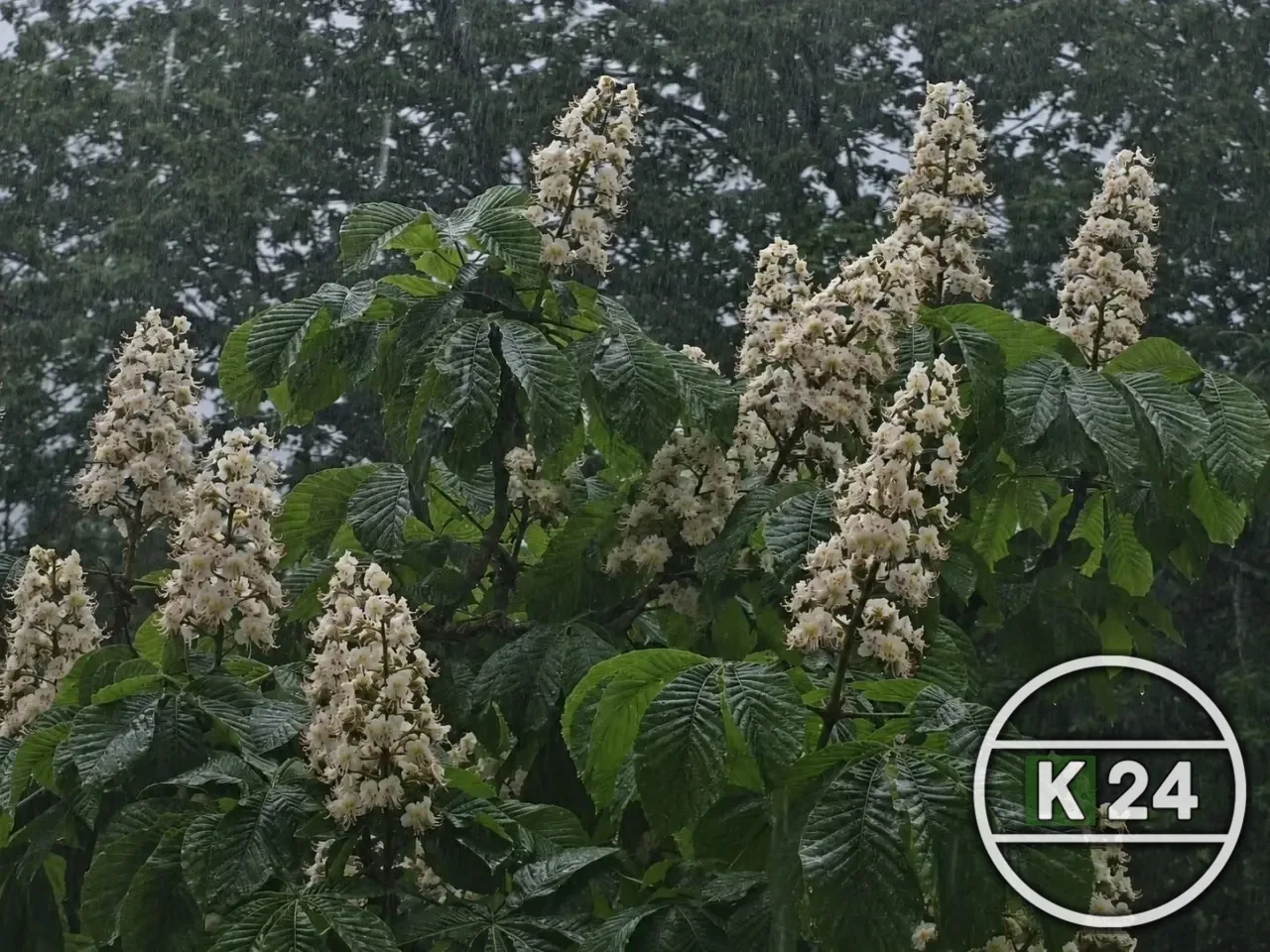 🌥️ Кингисепп, доброе утро! Сегодня 22 мая, нас ждёт пасмурный и дождливый майский день 🌡️ Температур