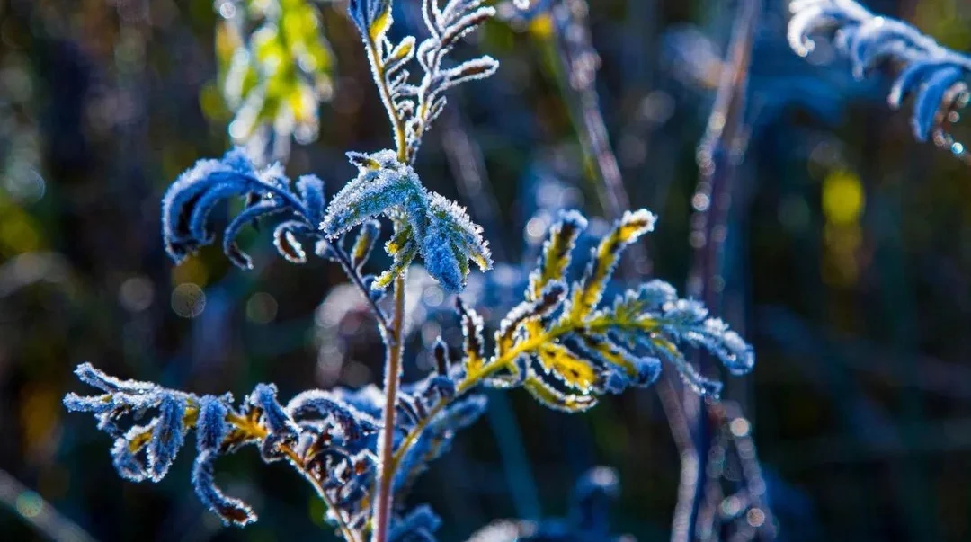 Заморозки до -4 °C и потепление днем: какая погода ждет Подмосковье в выходные