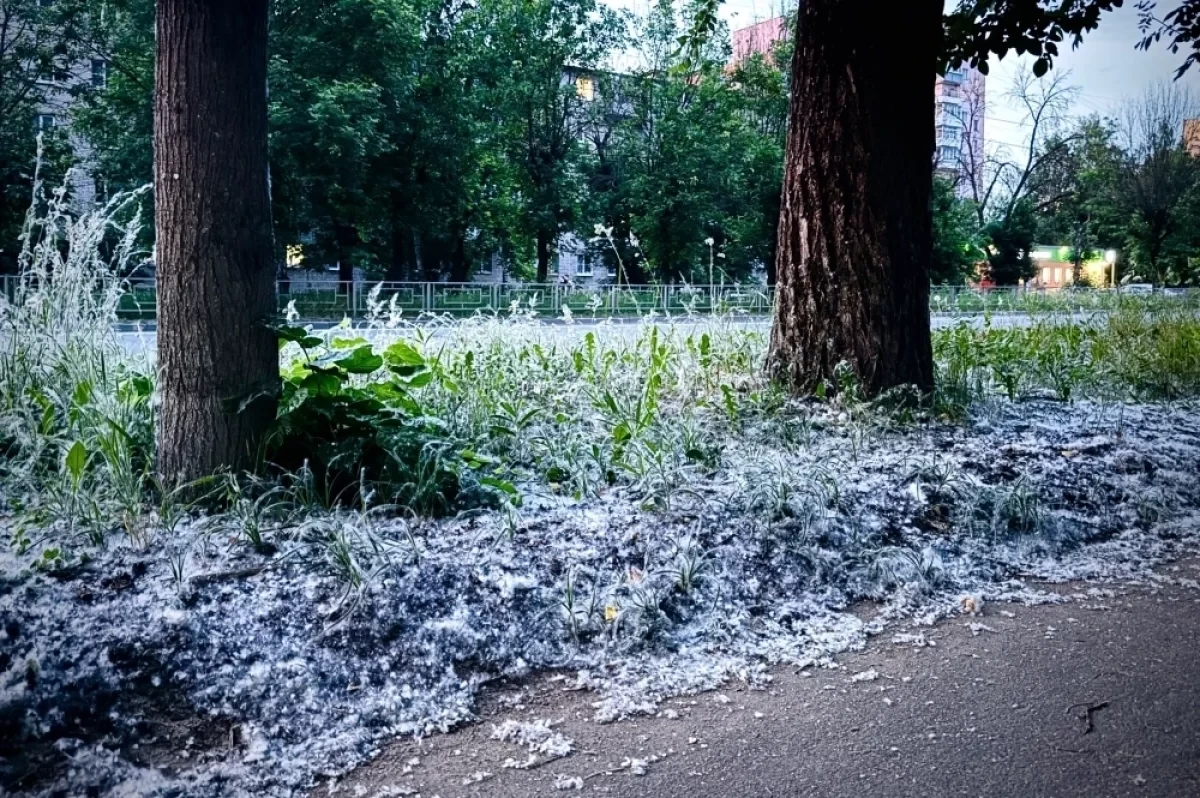 В Новосибирске стартовал сезон тополиного пуха. Белую пелену уже уже можно заметить на улицах города
