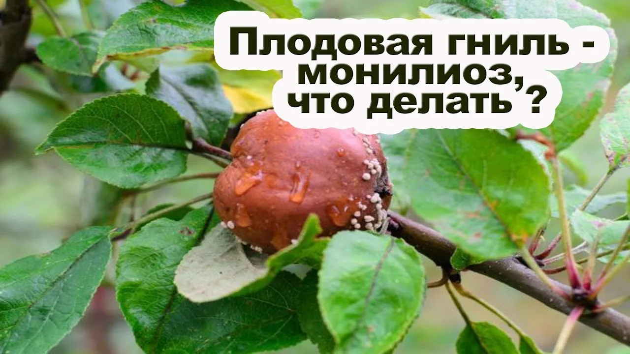 🍎 Рекомендации садоводам: как защитить урожай от плодовой гнили (монилиоза)