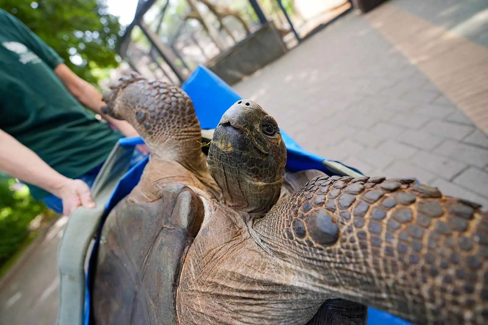 🐢 Большие сухопутные черепахи Московского зоопарка переехали в уличные вольеры. Гости ...