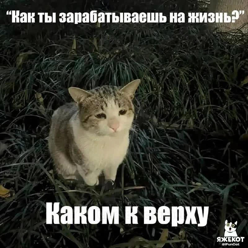 🐾 ЯЖЕКОТ