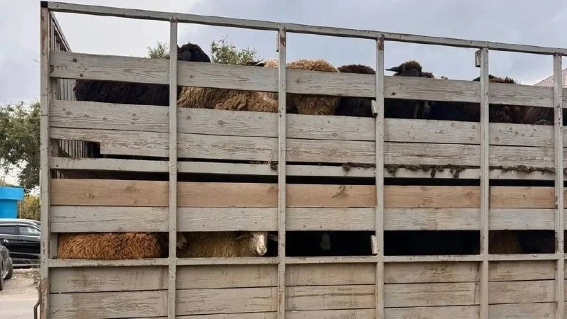 В Дергачевском районе Саратовской области был пресечен незаконный вывоз скота.