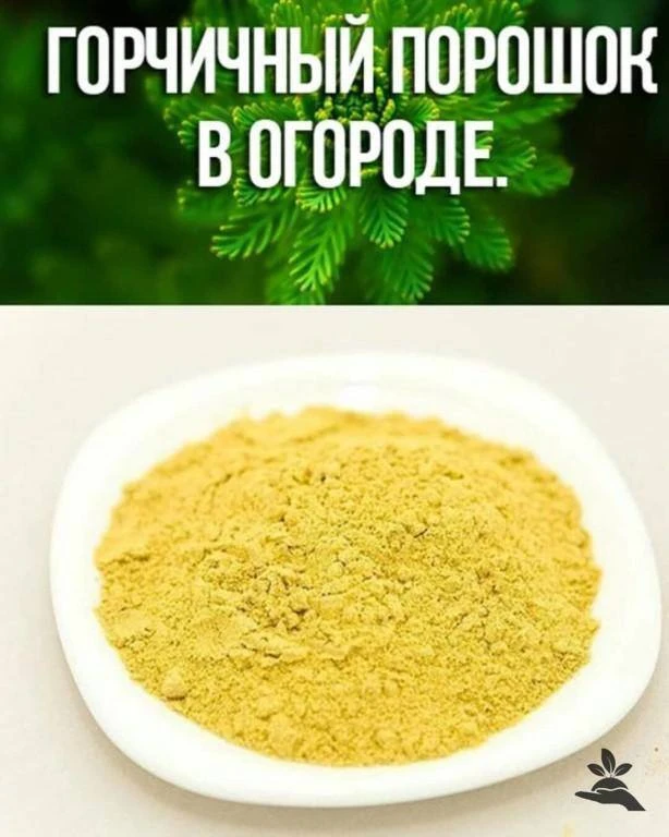 Горчичный порошок в огороде 👆