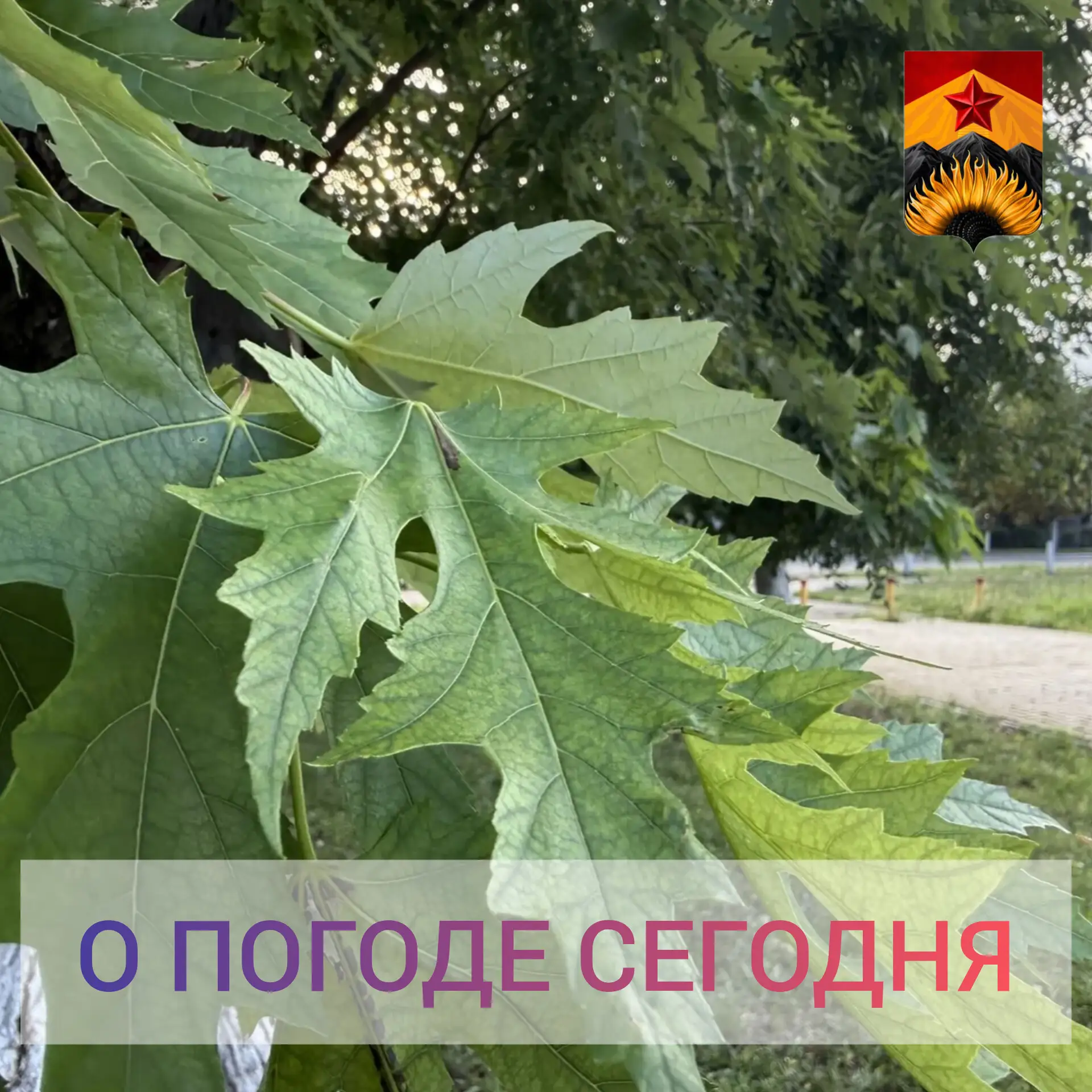 Гидрометцентр сообщил о погоде в Шахтерском округе

📆 29 июля в Республике 
переменная облачность, 