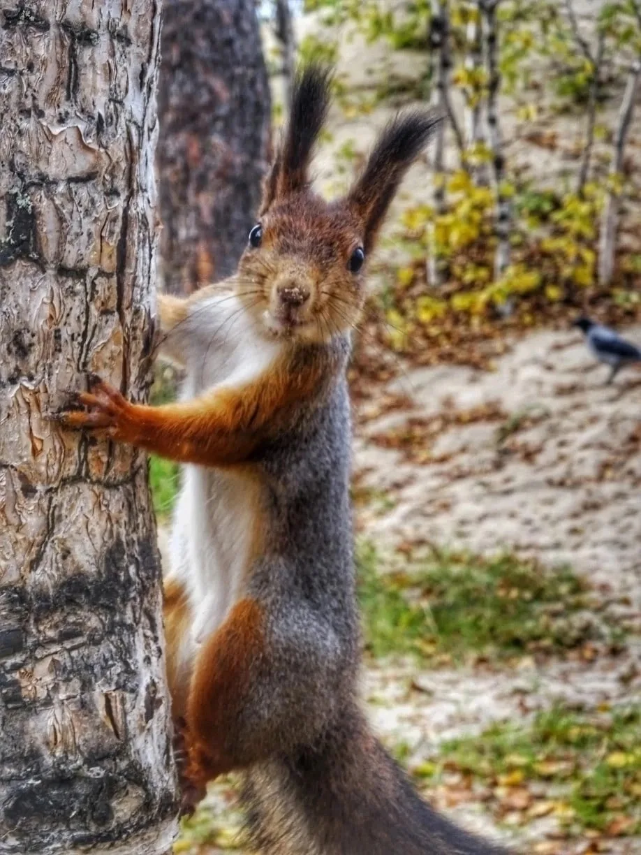 🐿️Беличий️ мир острова Ягры!