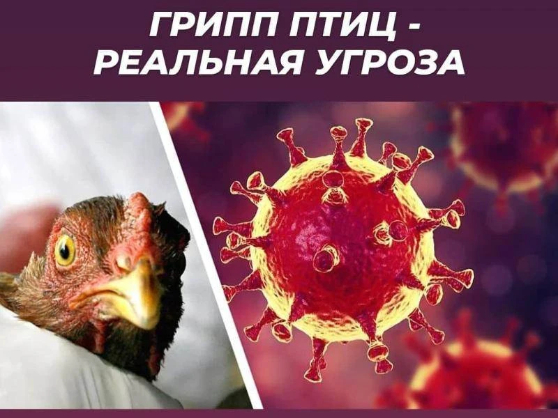 ГРИПП ПТИЦ!