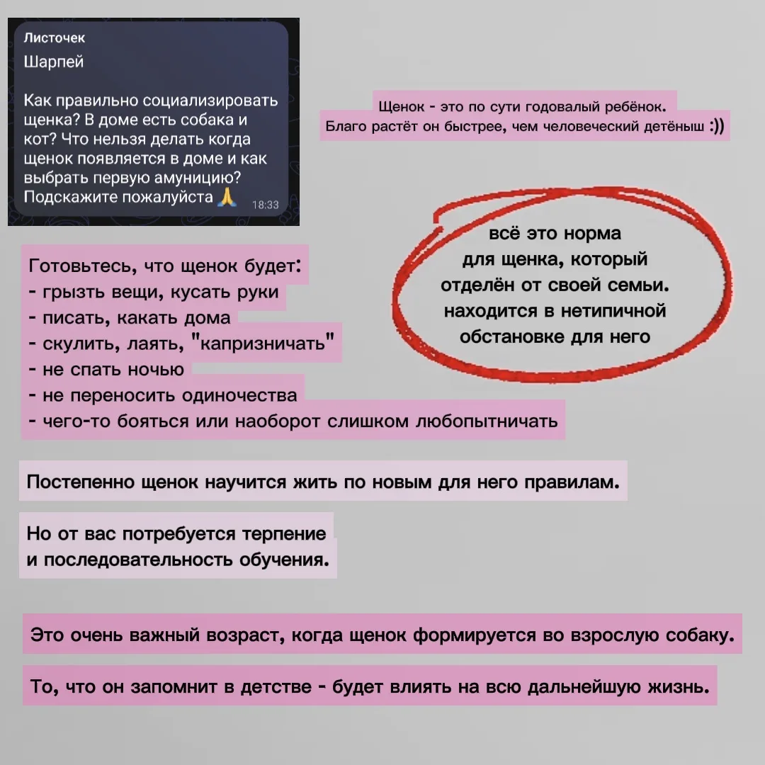 Первый вопрос про щеночков
