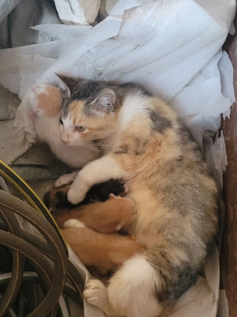 А у нас сегодня кошка, родила вчера котят.