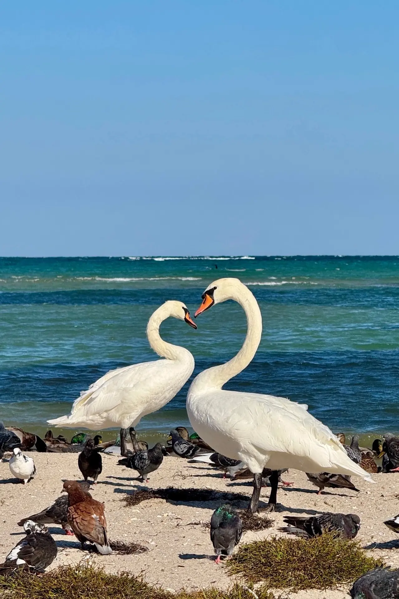 Лебединая верность 🦢🤍🦢