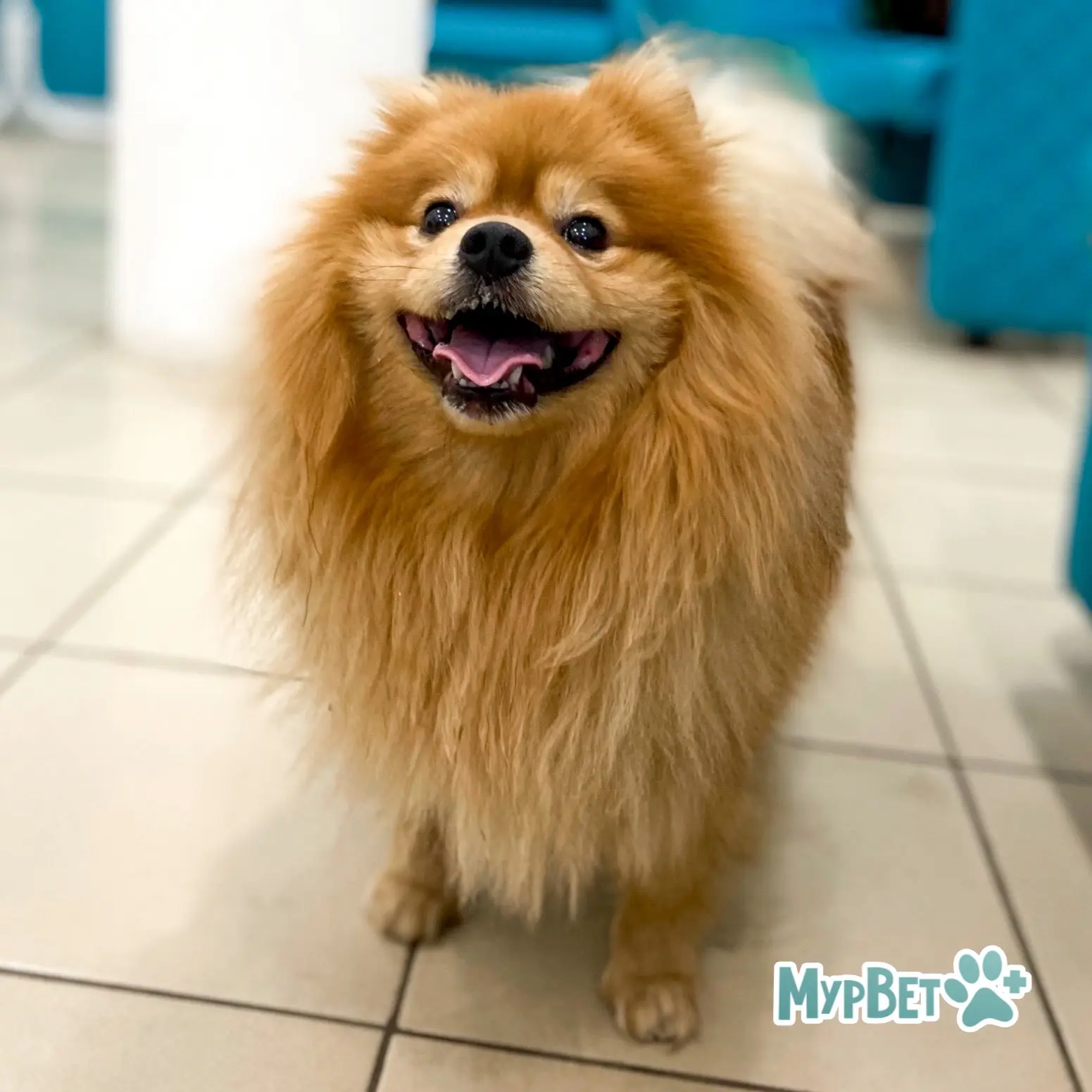 Недавно к нам приходил Рики — очаровательный немецкий шпиц! 🐾