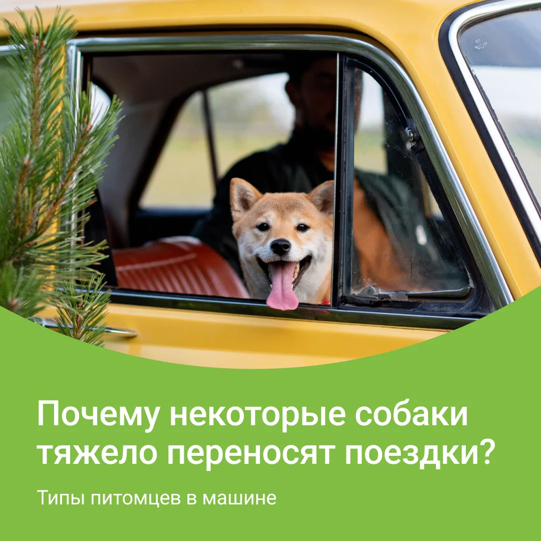 Есть два типа питомцев в машине…
