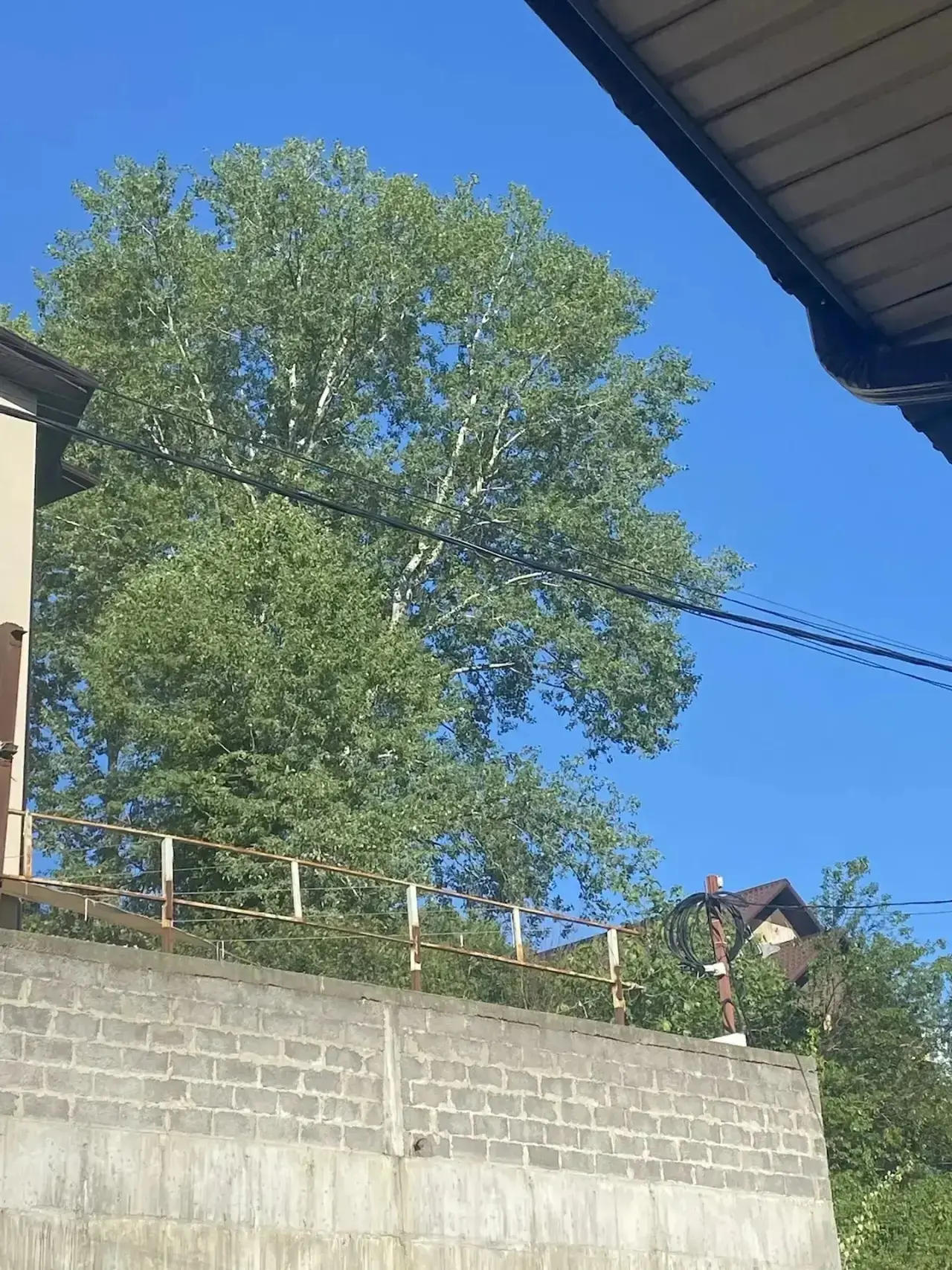 Нужно отпилить ветки у дерева,жду предложений по тел 89150817281