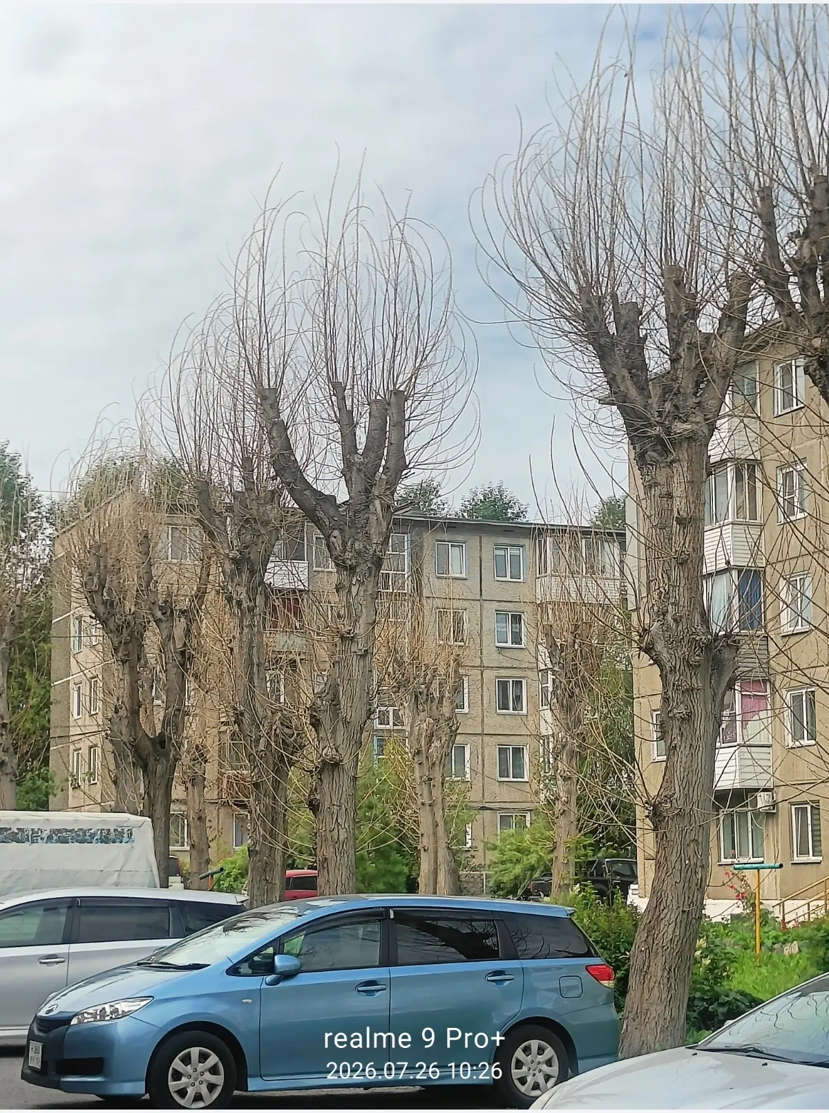 Ачинец требует возбудить уголовное дело из-за гибели тополей после обрезки деревьев
