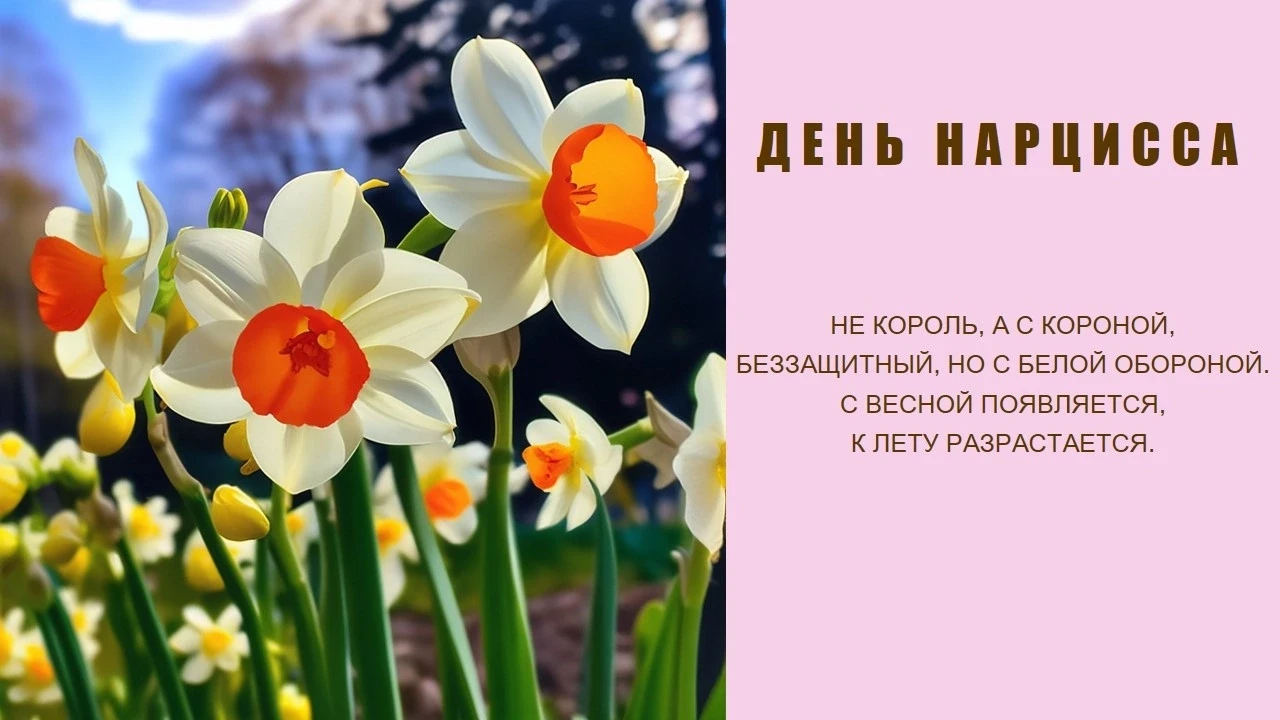 День нарцисса?
