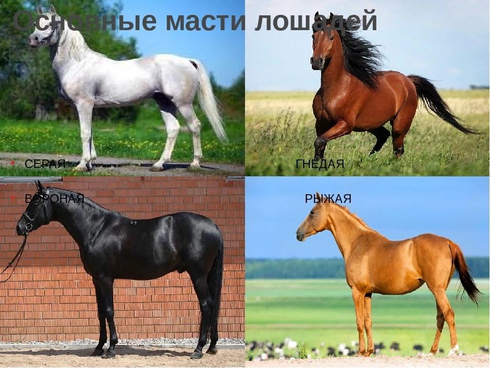 ‎Лошади поразительные существа, которые чувствуют людей и обладают своим уникальным характером. А их