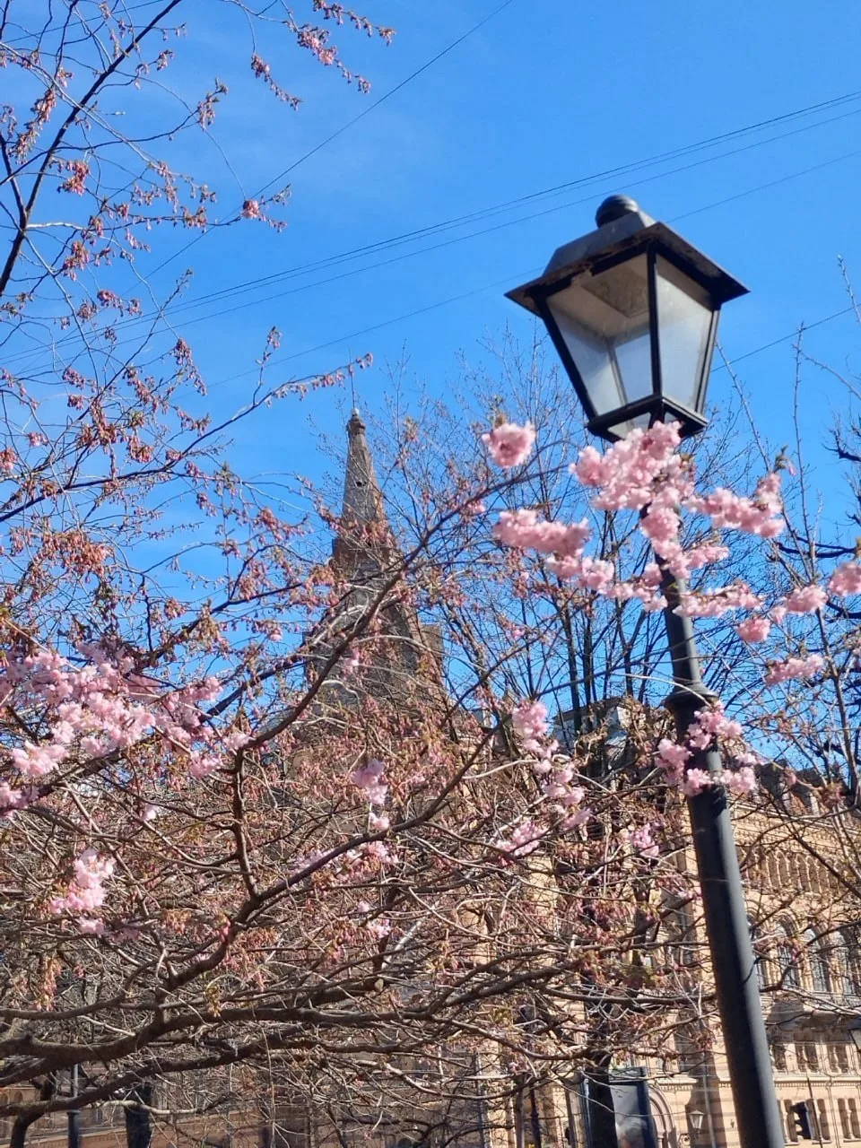 В саду Дружбы на Литейном проспекте начала цвести сакура 🌸