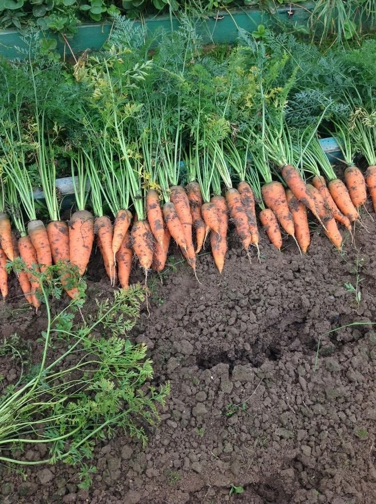 Как сохранить морковь до весны 🥕
