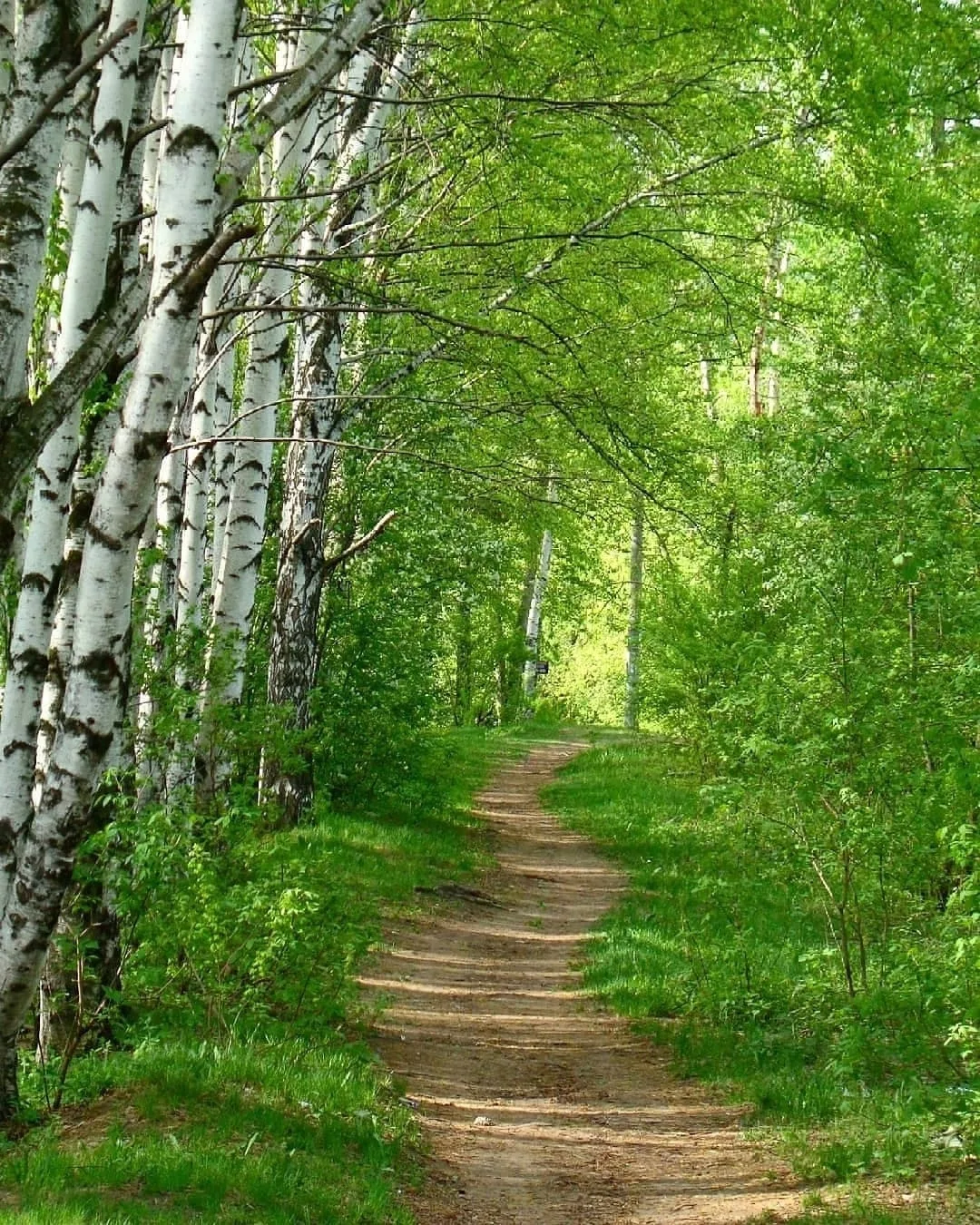 Куда бежишь тропинка милая...
📷 tiunova61