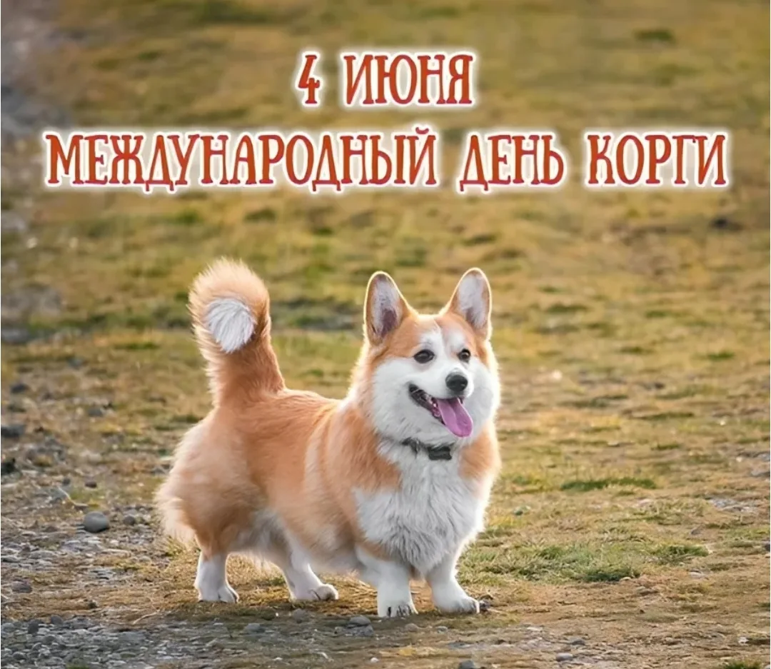 День улыбок на коротких лапках: как корги захватили наши сердца🤍