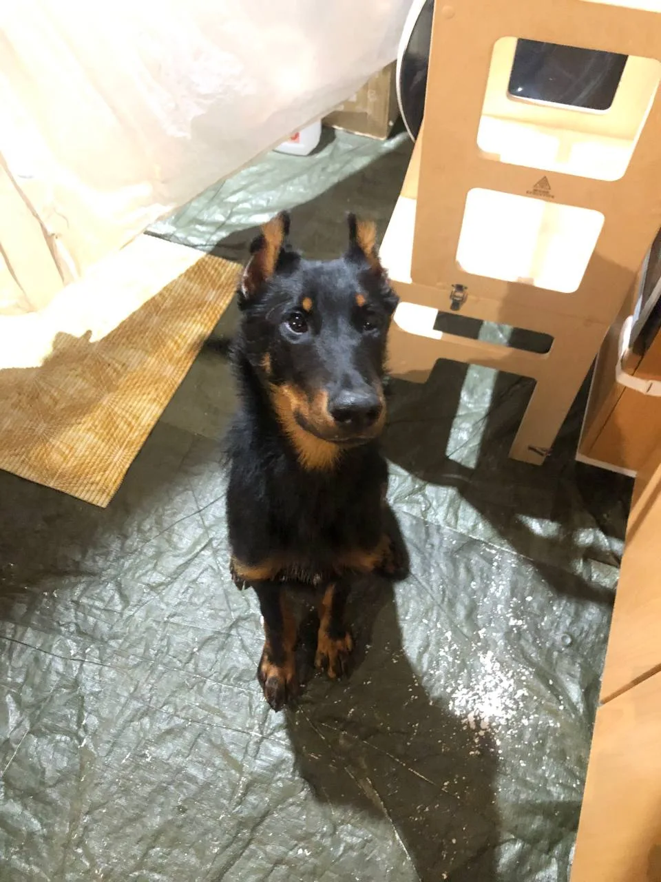 Варила борщ на ночь глядя с помощником🐕‍🦺