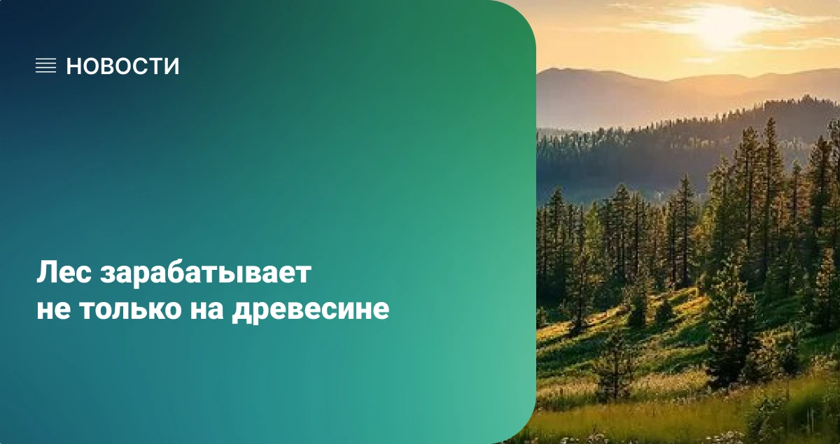 Лес зарабатывает не только на древесине