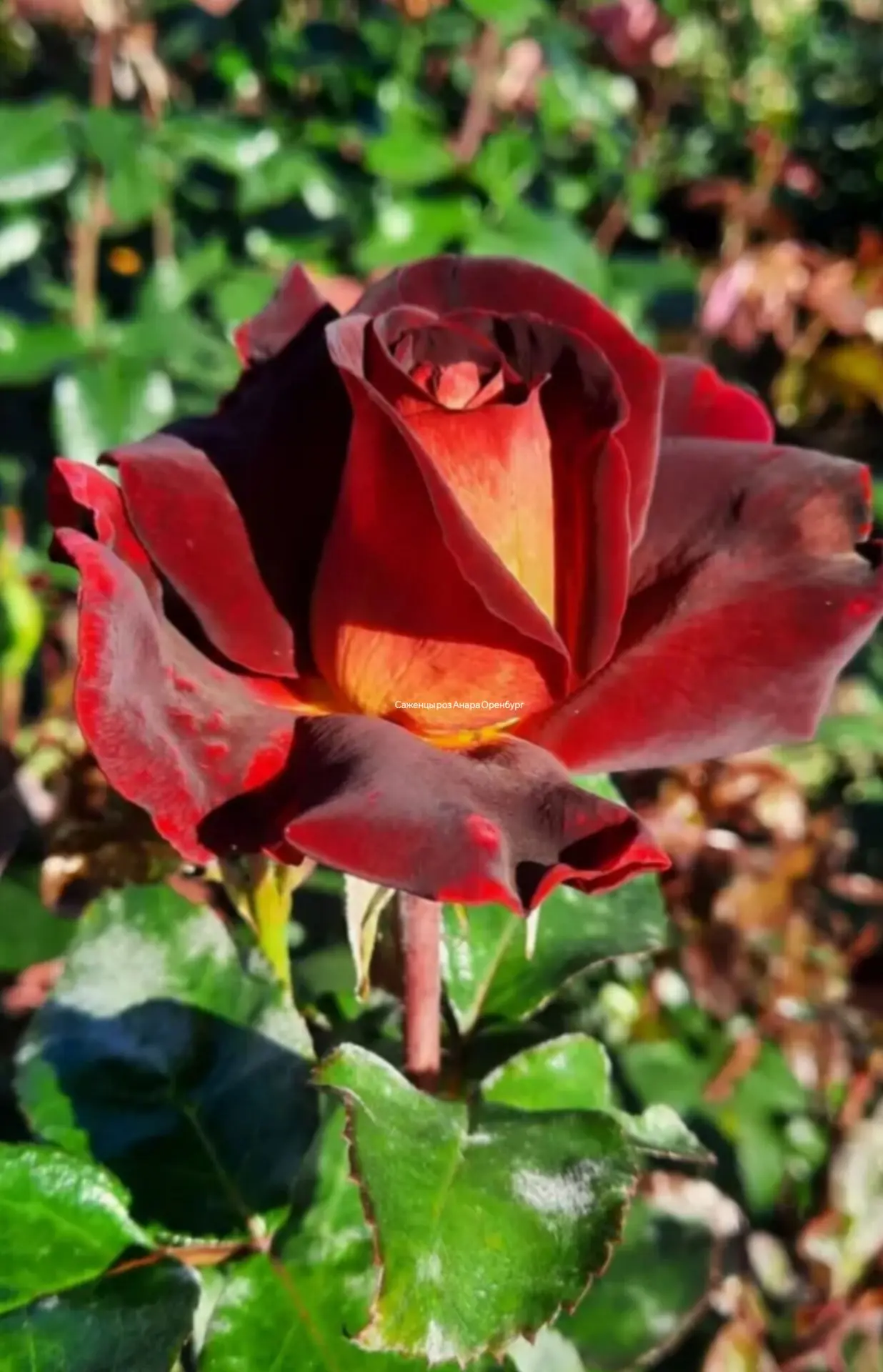 Роза 🌹Эдди Митчелл