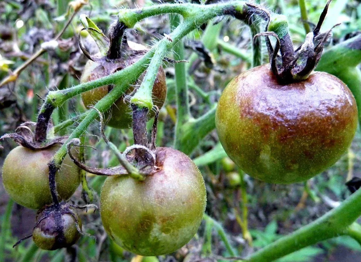 🍅 Помидорҙа фитофтора: бәшмәк ауырыуын нисек еңергә?

Фитофтора — помидор өсөн иң хәүефле ауырыуҙар