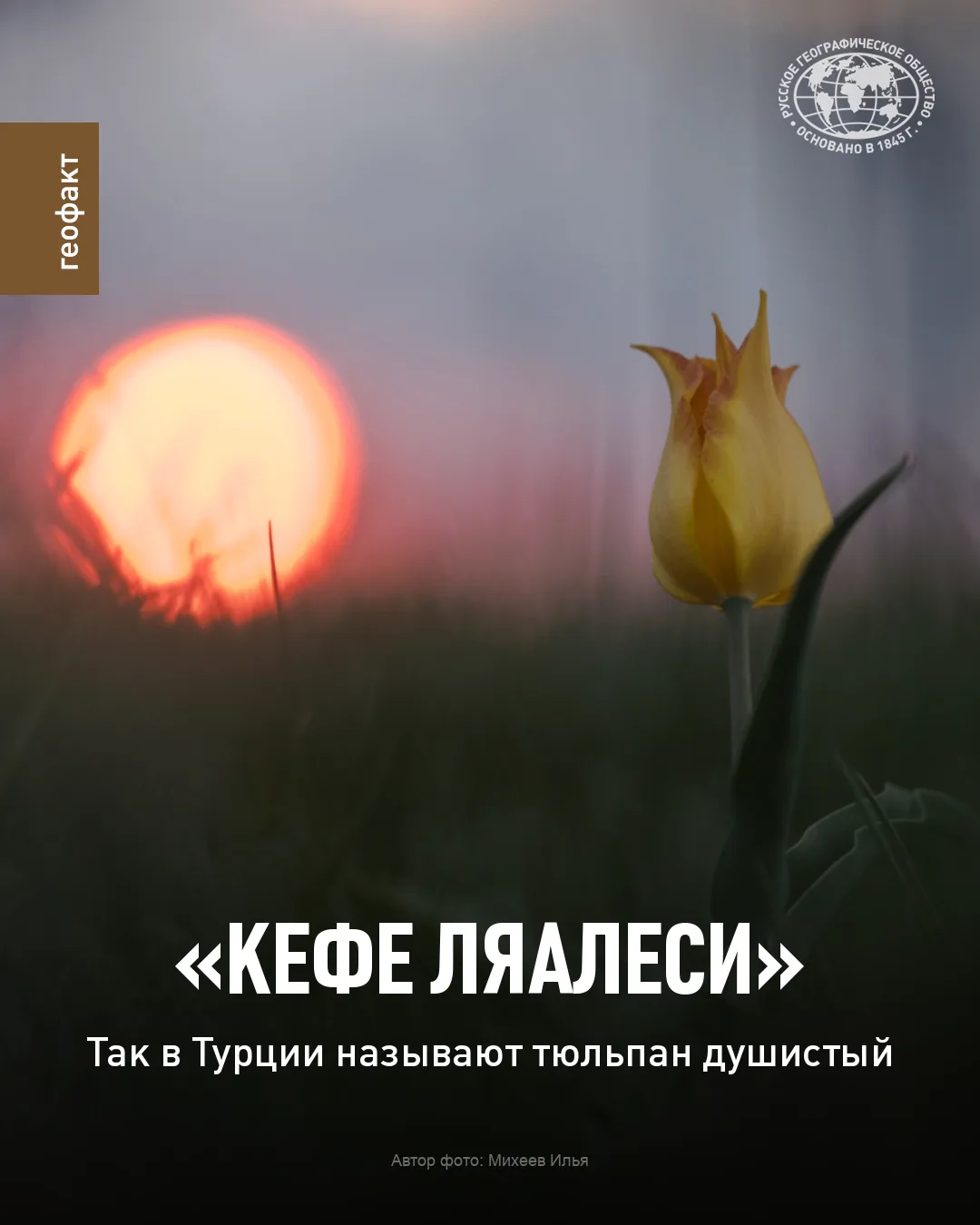 🌷Назвали его в честь генуэзского поселения на полуострове Крым — Кафа (позднее — Кефе, современная 