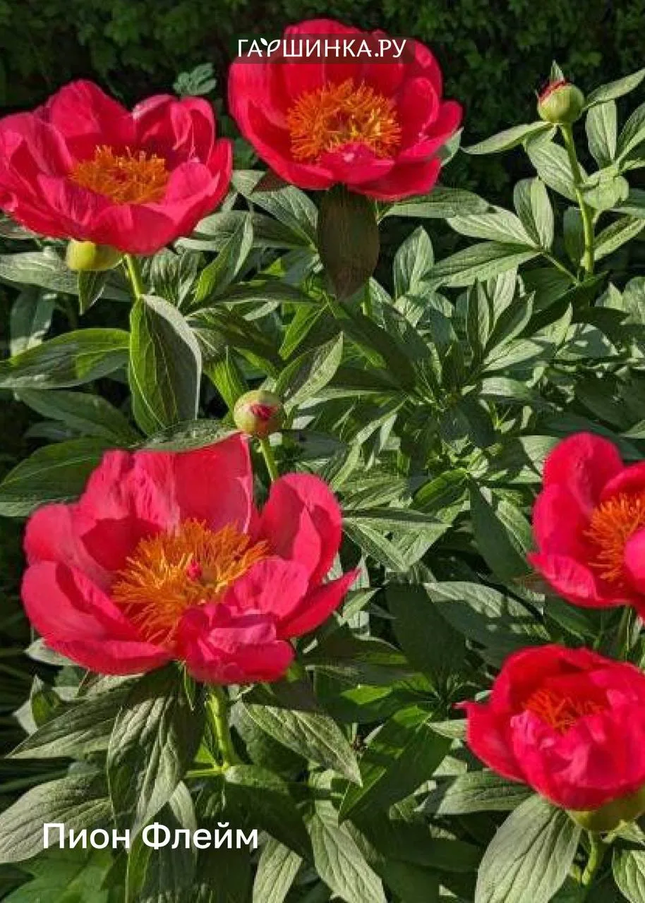 🌸 Пионы, которые вы еще не видели